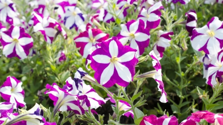 Purple and white flowers blooming in garden backgroundの写真素材