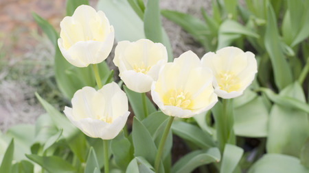 Group of Tulips blooming backgroundの写真素材
