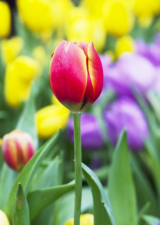Close up of Red and yellow Tulips flower buds in nature backgroundの写真素材