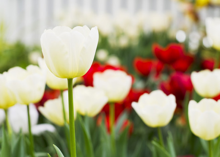 Close up of White Tulips flowers blooming in gardenの写真素材