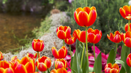 Orange and Yellow Tulips flower bloomingの写真素材