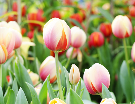 Tulips flower blooming morning backgroundの写真素材