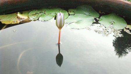 Close up of Lotus bud in pondの素材