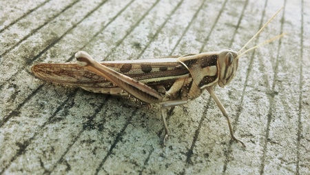 Grasshopper macro close up の素材