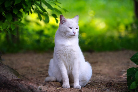 Beautiful white colour Cat, in grass outdoor shot at sunny day, Green Nature Blur background,の写真素材