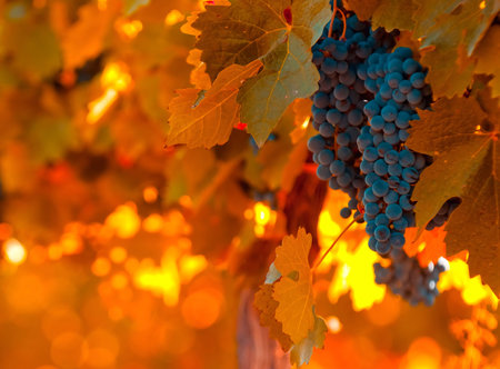 Bunches of red wine grapes on a vineyard in autumnの素材