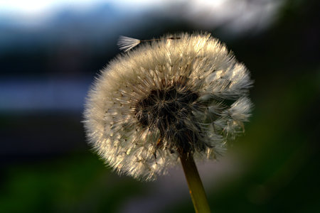 Dandelion on a blurred background. Close-up, selective focus.