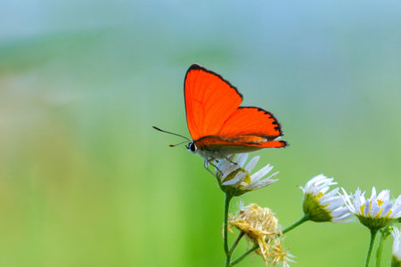 Butterfly on a flower in a meadow in summer.の写真素材