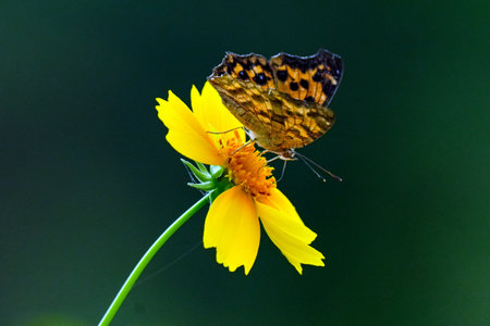 butterfly on a yellow flower in the meadow in summerの写真素材