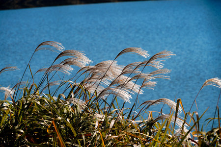 Japanese pampas grass on the shore of the lake in autumnの写真素材
