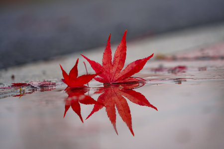 Maple leaf with reflection in a puddle of water in autumnの写真素材
