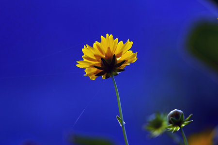 yellow flower on blue background, closeup photo with shallow depth of fieldの写真素材