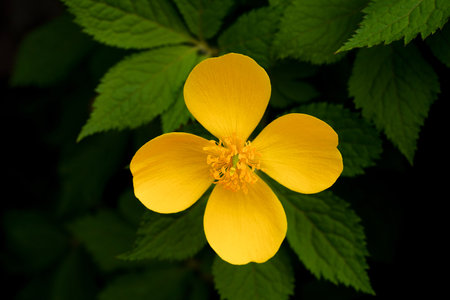 Beautiful yellow flower on a dark background. Close-up.の写真素材