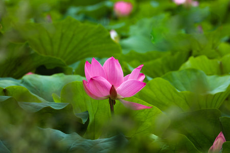 Pink lotus flower blooming in the pond with green leaves.の写真素材