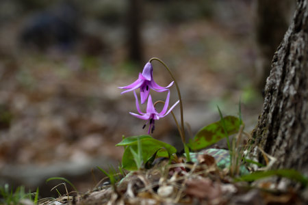 Dogtooth violet flower in the forest. Springtime in the forest.の写真素材