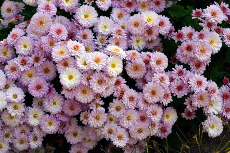 Beautiful pink chrysanthemum flowers in the garden.の写真素材