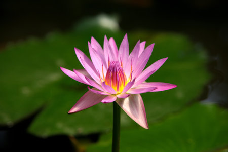 Beautiful pink lotus in the pond with green leaf background.の写真素材