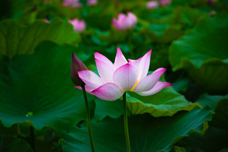Lotus flower and Lotus flower plants in the pond. Blooming lotus flower.の写真素材