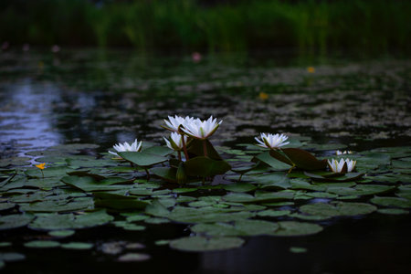 White water lily in the pond with green leaves on dark backgroundの写真素材