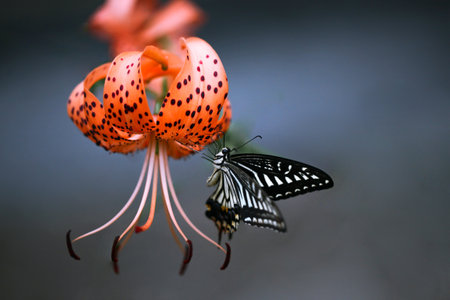 Butterfly on a lily flower in the garden, Thailand.の写真素材