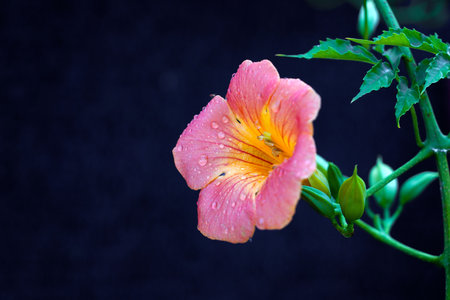 Close up of orange hibiscus flower on black background.の写真素材