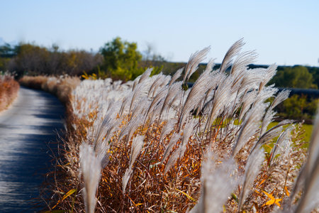Japanese pampas grass in the autumn season with blue sky.の写真素材