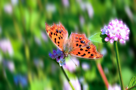 butterfly on a flower in the meadow, macro photoの写真素材