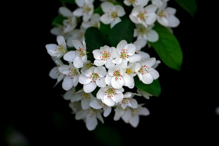 Blossoming branch of apple tree with white flowers on a black backgroundの写真素材