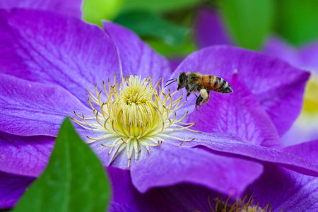Purple clematis and bee on the flower in the gardenの写真素材