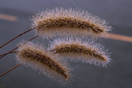 Dry grass with dew in the morning, closeup of photo