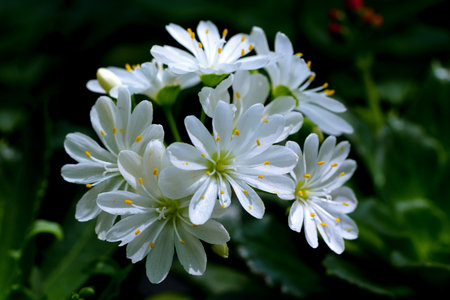 Beautiful white flowers on a background of green leaves in the gardenの写真素材