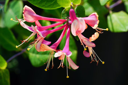Honeysuckle, Lonicera caprifoliumの写真素材