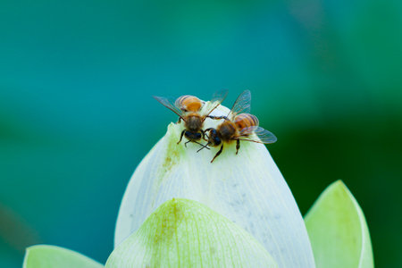 Two bees on a lotus flower in the garden. Close up.の写真素材