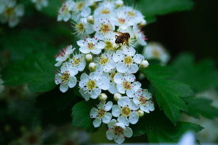 Flowers of hawthorn (Crataegus monogyna)