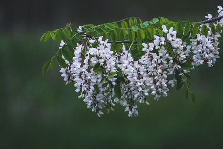 White acacia flowers with green leaves on a tree in spring.の写真素材