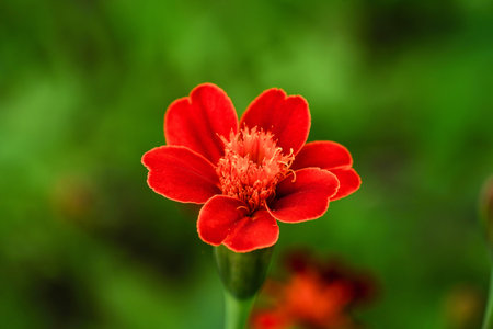 Close up of red marigold flower on green nature background.の写真素材
