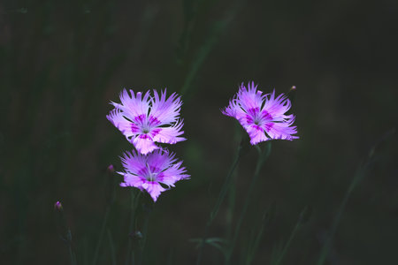 Flowers of pink carnation on a background of green grass.