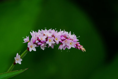 pink flower in the garden with green leaf background, Thailand.の写真素材