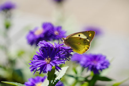 Butterfly on a purple flower in the garden. Selective focus.の写真素材