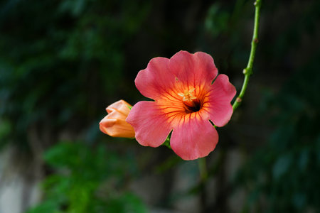 Beautiful orange flower with green leaves background in the garden, Thailand.の写真素材