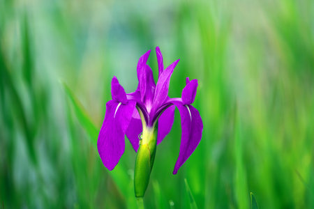 Purple iris flower on a green background. Shallow depth of fieldの写真素材