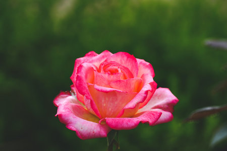 Beautiful pink rose in the garden. Vintage style toned pictureの写真素材