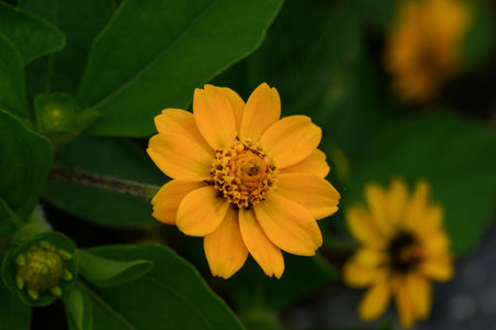 Close up of yellow zinnia flower with green leaf background.の写真素材