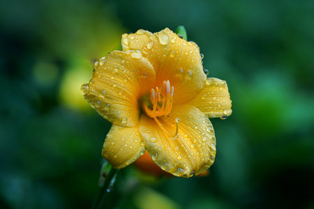 Yellow daylily with rain drops on petals close-upの写真素材