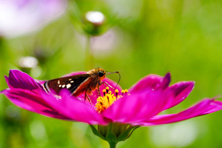 Butterfly on pink flower in the garden. Shallow depth of fieldの写真素材