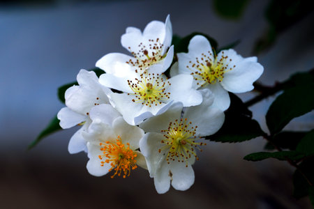 White jasmine flowers on a branch close-up macro photographyの写真素材