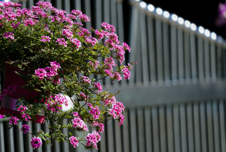 Pink flowers in vase on metal fence at night, selective focusの写真素材