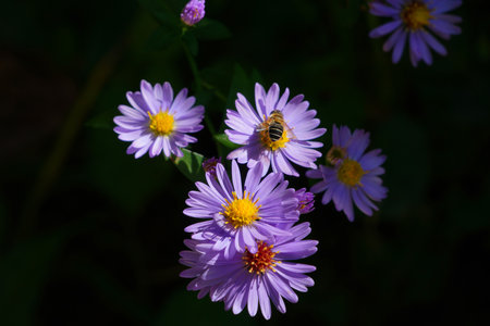 Purple daisies and a bee on a green background.の写真素材