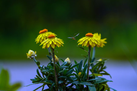 Macro shot of yellow daisy flowers with a dragonfly.の写真素材