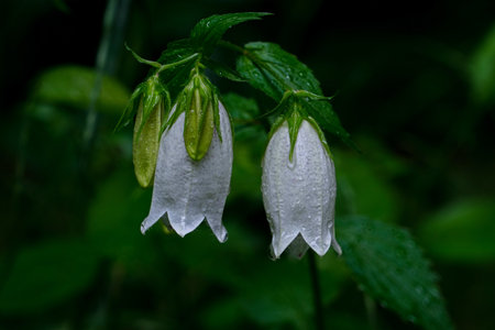 Campanula bellflowers (Campanula bellflowers)の写真素材